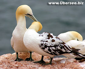 Basstölpel an den Klippen von Helgoland